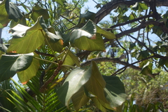 Sterculia apetala