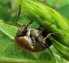 Trigonodera