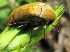 Trigonodera