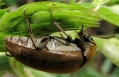 Trigonodera
