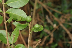 Psidium salutare