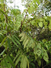 Tachigali guianensis