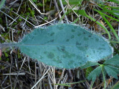 Hieracium glaucinum