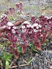 Petasites paradoxus