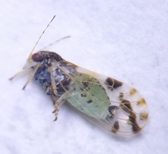 Cacopsylla pulchella
