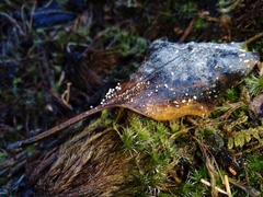 Physalacria stilboidea