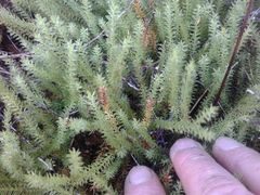 Lateristachys lateralis