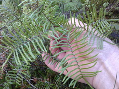 Gleichenia inclusisora