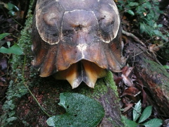 Kinixys erosa