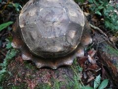 Kinixys erosa