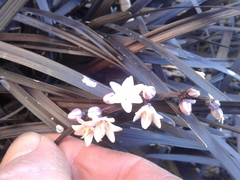 Ophiopogon planiscapus
