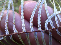 Gleichenia inclusisora