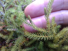 Lateristachys lateralis