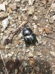 Trypocopris vernalis