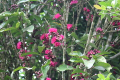 Anacardium occidentale