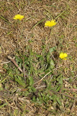 Leontodon saxatilis saxatilis