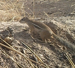 Euxerus erythropus