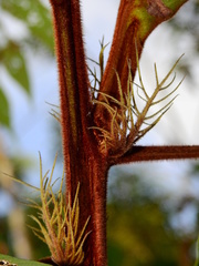 Tachigali guianensis