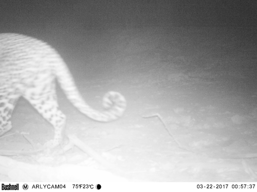 African Leopard