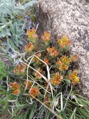 Sedum lanceolatum lanceolatum