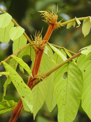Tachigali guianensis