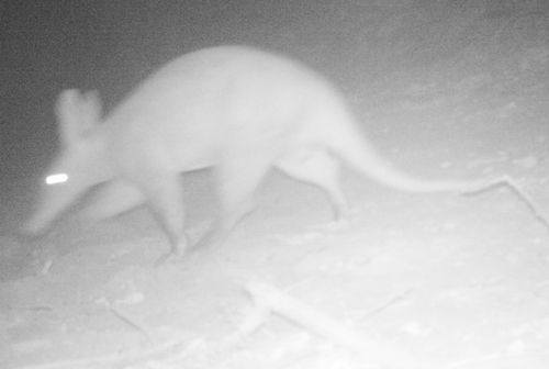Aardvark