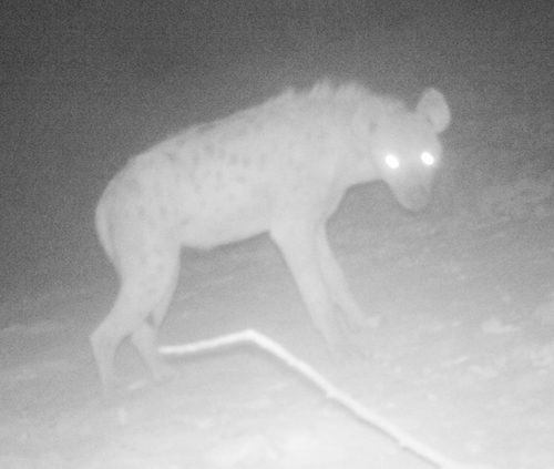 Spotted Hyena