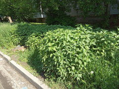 Helianthus tuberosus