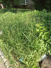 Bromus inermis