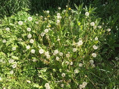 Taraxacum officinale