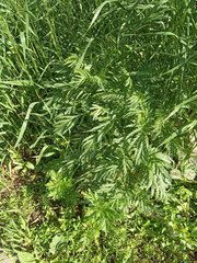 Tanacetum vulgare