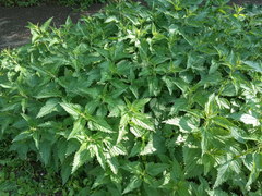 Urtica dioica