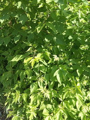 Acer negundo