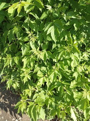 Acer negundo
