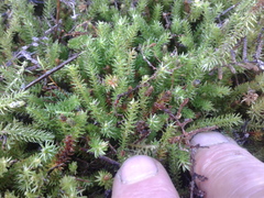 Lateristachys lateralis