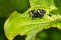 Phidippus clarus