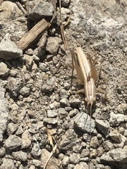 Conocephalus leptopterus