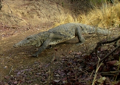 Crocodylus suchus