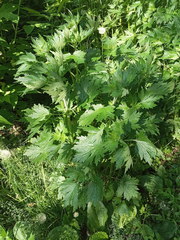 Leonurus quinquelobatus