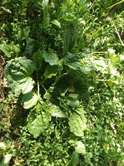 Plantago major