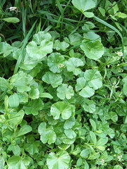 Malva pusilla