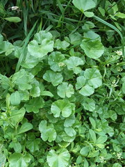 Malva pusilla