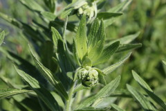 Lithospermum parviflorum
