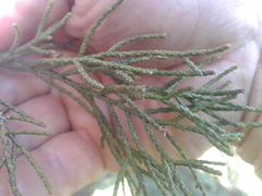 Halocarpus biformis