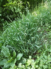 Dactylis glomerata