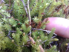 Lateristachys lateralis