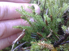 Lateristachys lateralis