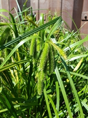 Carex comosa