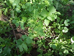 Sisymbrium officinale