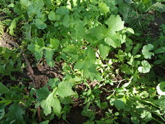 Sisymbrium officinale